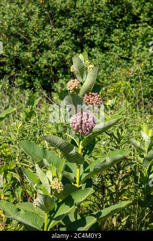 Gemeine Milchkrautblüte (Asclepias syriaca), Frühsommer, E USA, von James D. Coppinger/Dembinsky Photo Assoc Stockfoto