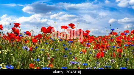 Bunte Blumenwiese. Landgeförderte Lebensräume für Insekten und Vögel Stockfoto