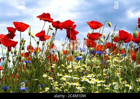 Bunte Blumenwiese. Landgeförderte Lebensräume für Insekten und Vögel Stockfoto