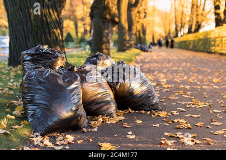 Bündel von verdorrten Blättern liegen in schwarzen Müllsäcken.Schwarze Müllsäcke mit gefallenen Blättern gefüllt.Saisonale Reinigung der Straßen der Stadt von gefallenen Blättern Stockfoto