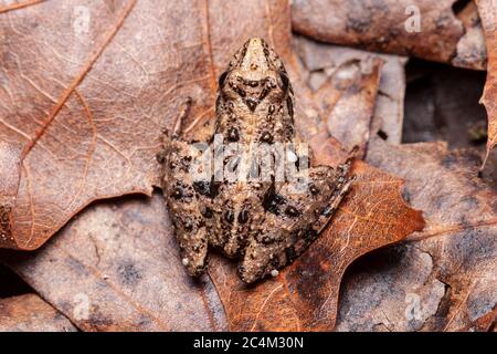 Südlicher Kricketfrosch (Acris gryllus) Stockfoto