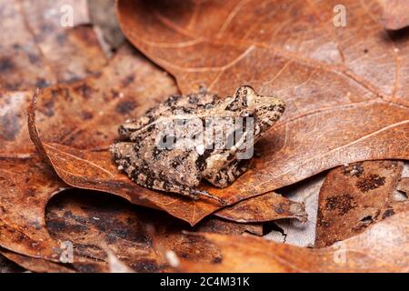 Südlicher Kricketfrosch (Acris gryllus) Stockfoto