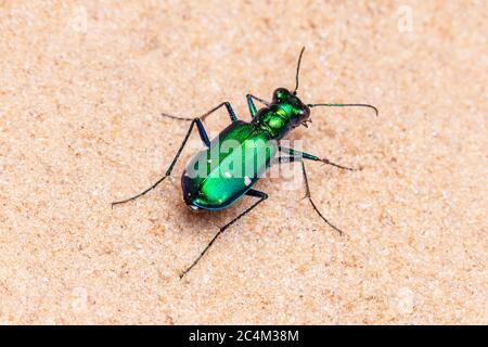 Sechs-spotted Sandlaufkäfer (Cicindela Sexguttata) Stockfoto