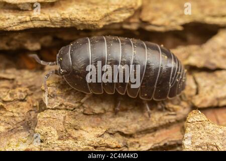 Gewöhnliche Kapsel aus Waldlaus (Armadillidium vulgare) Stockfoto