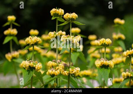 Gelbe Wildblume der jerusalem oder türkischer Salbei, Phlomis russeliana oder Russel Brandkraut Stockfoto