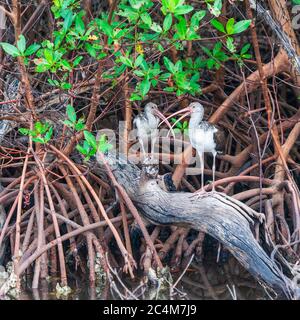 Paar junge amerikanische Weiße Ibise (Eudocimus albus), die in Mangroven sitzen. J.N. Ding Darling National Wildlife Refuge. Sanibel Island. Florida. USA Stockfoto