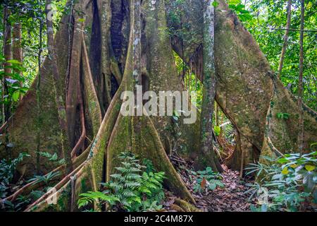 Basis eines ceiba Baumstammes (Ceiba pentandra) im Amazonas Regenwald, Yasuni Nationalpark, Ecuador. Unscharfe Vordergrundpflanzen, scharfer Baum. Stockfoto