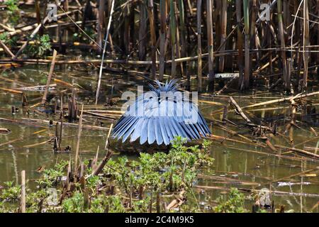 Baldachin Fütterung Schwarzer Reiher Vogel im See (Egretta ardesiaca) Stockfoto