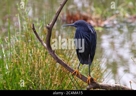 Schwarzer Reiher Vogel Barschen auf Zweig am See (Egretta ardesiaca) Stockfoto