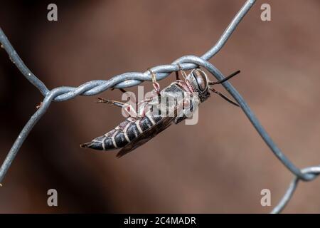 Kuckuckblatt-Cutter-Biene (Coelioxys texana) Stockfoto