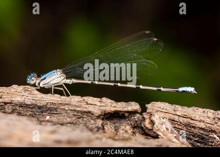 Blaue Tänzerin (Argia apicalis) - männlich Stockfoto