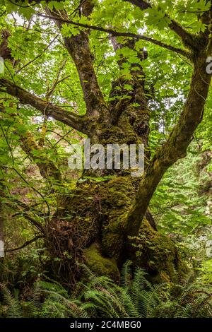 Ein großer Ahornbaum im South Whidbey Island State Park, Washington, USA. Stockfoto