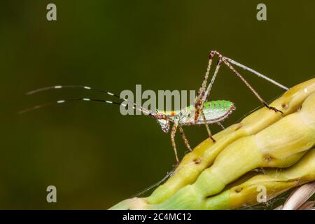 Gabelschwanzbusch Katydid (Scudderia furcata) - Nymphe Stockfoto