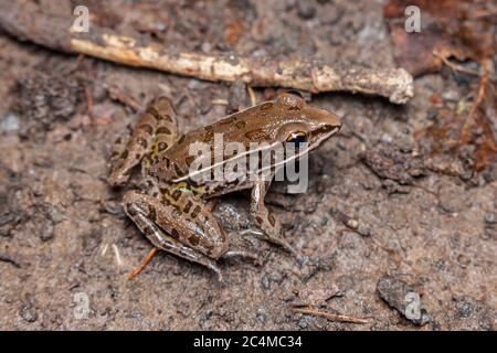 Südliche Leopard Frog (Lithobates sphenocephalus) Stockfoto