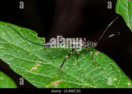 Eine weibliche Ichneumonide Wasp (Xorides sp.) hält auf einem Blatt. Stockfoto