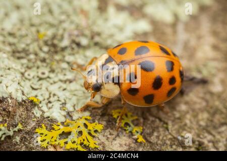 Asian Lady Beetle (Harmonia Axyridis) Stockfoto