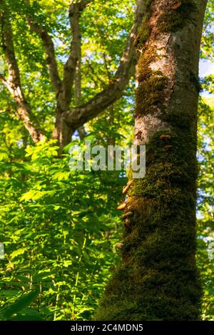 Pilze können auf einem moosbedeckten Baum in Washington, USA wachsen gesehen werden Stockfoto