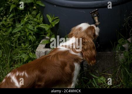 Ein junger Hund, ein Welpe der Cavalier King Charles Spaniel Rasse, trinkt Wasser, das aus dem Auslauf eines Zapfens auf einem Regenfass fließt. Stockfoto