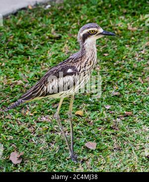 Bush Stone Curlew im Borello Park am Lucinda Forshore, Lucinda, Northern Queensland, Australien Stockfoto