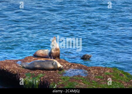 Seelöwen ruhen und schwimmen an der kalifornischen Küste von La Jolla. Die otariiden Seelöwen sind eine gemeinsame Sichtung entlang der Pazifikküste in C Stockfoto