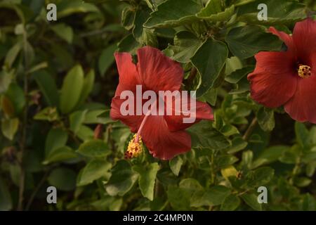 Foto von Pflanzen und Blumen in Jammu Indien. Stockfoto