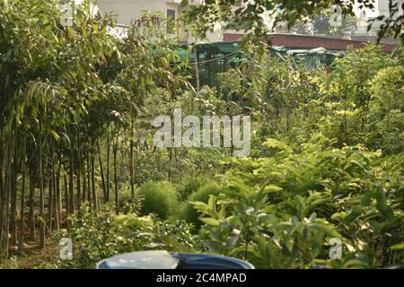 Foto von Pflanzen und Blumen in Jammu Indien. Stockfoto