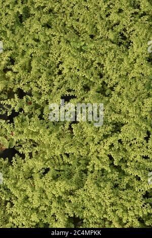 Foto von Pflanzen und Blumen in Jammu Indien. Stockfoto