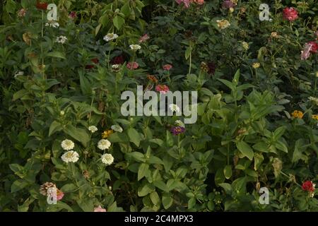 Foto von Pflanzen und Blumen in Jammu Indien. Stockfoto