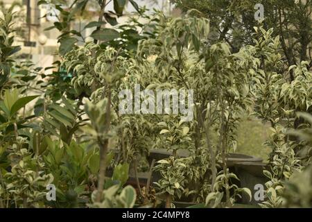 Foto von Pflanzen und Blumen in Jammu Indien. Stockfoto