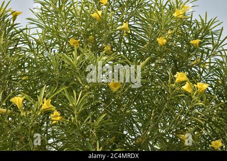 Foto von Pflanzen und Blumen in Jammu Indien. Stockfoto