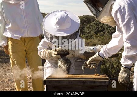 Imker ist die Arbeit mit Bienen und Bienenkörbe auf die imkerei Stockfoto