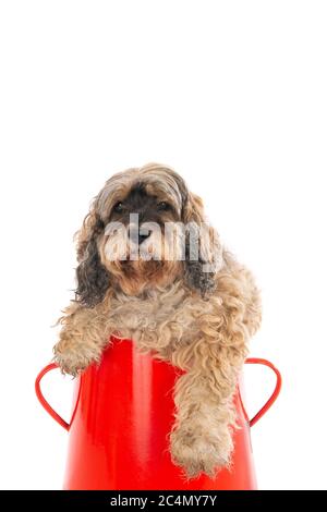 Nahaufnahme eines niedlichen Labradoodle in einem roten Korb Isoliert auf weißem Hintergrund Stockfoto