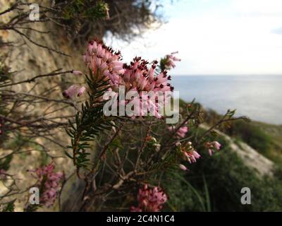 Nahaufnahme von Blumen der mediterranen Heide auf einer Klippe in der Nähe des Meeres auf den maltesischen Inseln, Malta Stockfoto