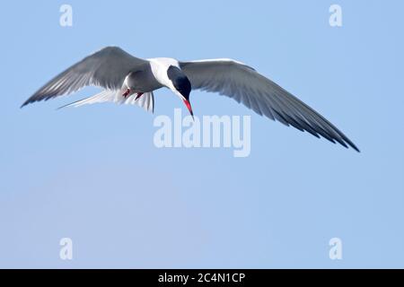 Eine Erwachsene Seeschwalbe (Sterna hirundo) schwebt über dem Fluss Cam, Waterbeach, Cambridgeshire, England, Großbritannien. Stockfoto