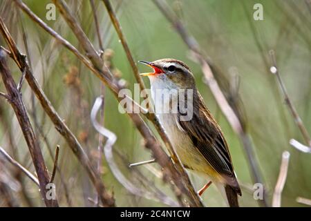 Ein Sedge-Walker (Acrocephalus schoenobaenus), der aus einem Reitbett in Cambridgeshire, England, UK, singt. Stockfoto