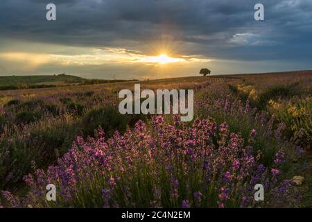 Sonnenuntergang über einem Sommerlavendelfeld, sieht aus wie in der Provence, Frankreich. Lavendelfeld. Schönes Bild von Lavendel Feld über Sommer Sonnenuntergang Landschaft. Stockfoto