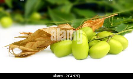 Medizinische Neem Blätter mit Frucht auf weißem Hintergrund Stockfoto