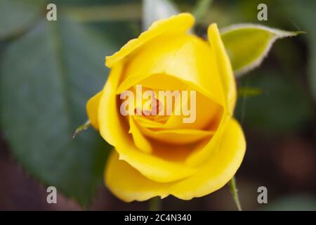 Nahaufnahme einer schönen gelben floribunda Blume auf einem Unscharfer Hintergrund Stockfoto