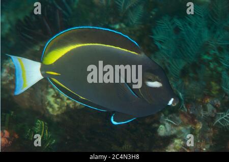 Whitecheek Surgeonfish, Acanthurus nigricans, Tauchplatz für 3 Schwestern, Padar Island, Komodo Nationalpark, Indonesien Stockfoto