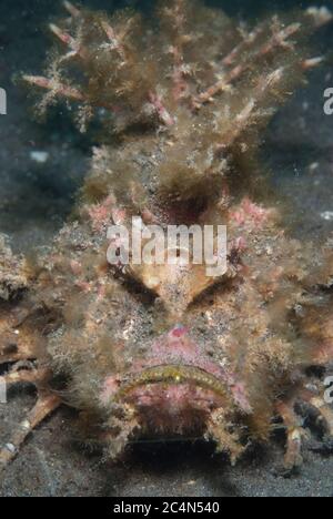 Stachelfisch, Inimicus didactylus, TK2 Tauchplatz, Lembeh Island, Sulawesi, Indonesien Stockfoto