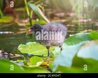 Ein kleines Moorhenküken geht auf den Blättern der Seerosen. Gemeine Moorhuhnenküke, Gallinula chloropus, Wasser- oder Sumpfhuhn. Stockfoto