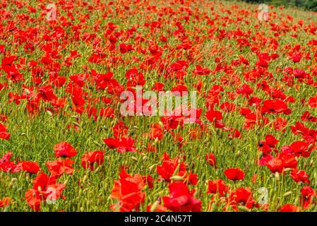 Ein Feld von roten Mohnblumen, Bighton, Hampshire, Großbritannien Stockfoto