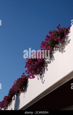 Rosa Bougainvillea Kaskadierung über einen weißen Balkon vor einem klaren blauen Himmel Stockfoto