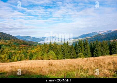 Herbstmorgen im nebligen Tal. Offene Aussicht mit Wald auf der Wiese. Atemberaubende Naturkulisse der karpaten. Sonniges Wetter Stockfoto
