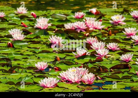 Seerosen Nymphaea sp. Bedecken die Oberfläche eines Süsswasserteich. Seerosen wurzeln im Boden, während Blätter und Blumen auf dem Wasser schweben Stockfoto