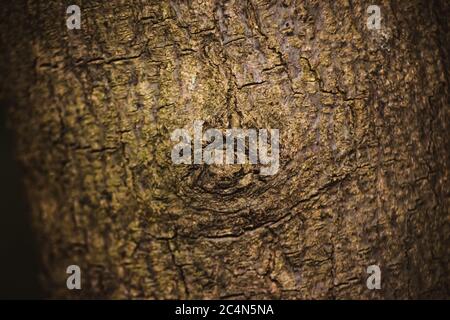 Neem Baumstamm aus dem Wald geschnitten.Strukturierte Oberfläche mit Ringen und Rissen. Neutral brauner Hintergrund aus Hartholz aus dem Wald Stockfoto