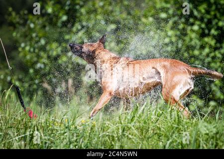 Belgischer Schäferhund (Malinois), der Wasser abschüttelt Stockfoto
