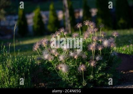 Nahaufnahme von federleichten Samen der Frühlingsblume Pulsatilla vulgaris (Traum vom Gras) auf dem grünen Hintergrund. Stockfoto