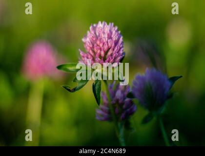 Trifolium pratense. Wild Red Clover Wiese aus nächster Nähe. Stockfoto