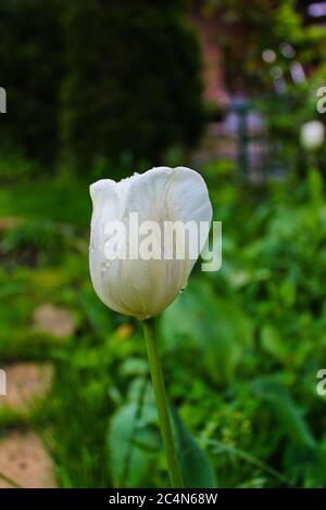 Nahaufnahme der vertikalen Aufnahme einer weißen Tulpe mit Regentropfen auf IT Stockfoto